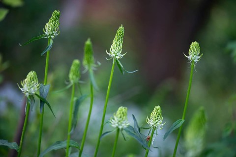 Campanulaceae, bellflower family, phyteuma spicatum, devil's claw, white devil's claw, flora,