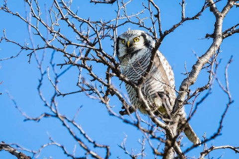 Animals, birds, owl, owls, northern goshawk (Surnia ulula), perching spot, tree, Norway