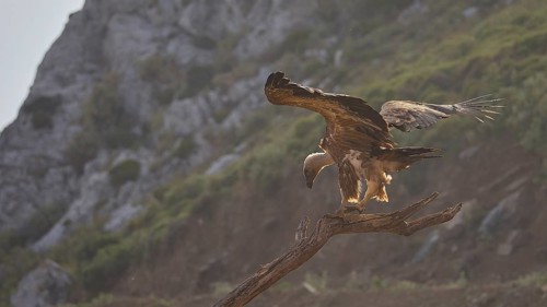 A vulture perches on a branch with its wings outstretched in a mountainous setting, a griffon