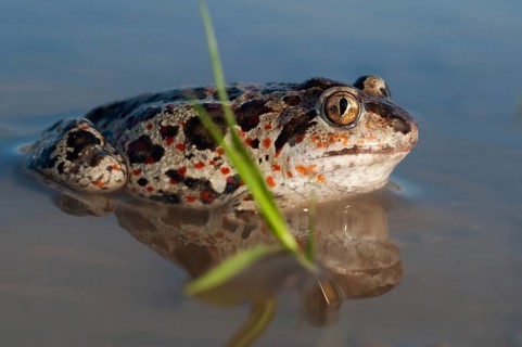 Common spadefoot, garlic toad, pelobates fuscus, amphibians, amphibians, amphibians, amphibians,