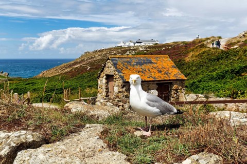 Herring Gull (Larus argentatus), Land's End, Lands End, Penzance, Penwith Peninsula, Cornwall,