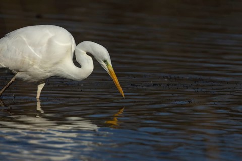 Great white egret (Ardea alba) adult bird searching for food in a water lagoon, England, United