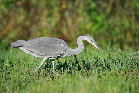 Grey heron (Ardea cinerea) foraging in a meadow, North Rhine-Westphalia, Germany