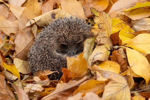 European hedgehog (Erinaceus europaeus) adult animal sleeping on autumn colour leaves in a garden