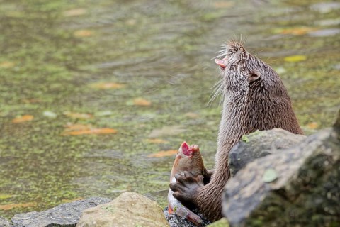 European otter (Lutra lutra) sitting on riverbank and holding a fish while feeding, close-up