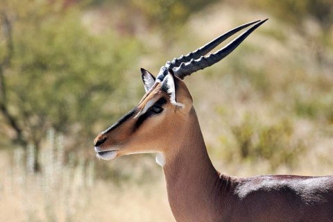 Profile of an antelope in the savannah with elegantly curved horns, surrounded by natural