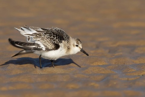 Sanderling (Calidris alba) adult wading bird ruffling its feathers on a beach, Norfolk, England,
