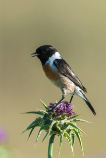 Saxicola Torquata, Blackthroats, Stonechat, Birds, Extremadura, High Size, Portrait, Male, Passeri,