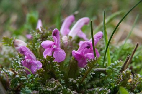 Brownwort, lice herb, pedicularis sylvatica, scrophulariaceae, woodlice herb, common lousewort,