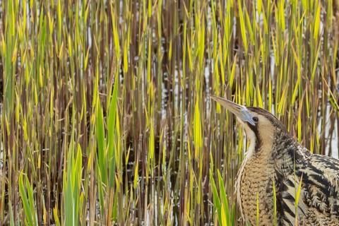 Great or Eurasian bittern (Botaurus stellaris) adult bird in a reedbed in spring, RSPB Minsmere