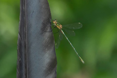 Emerald damselfly (Lestes sponsa) adult insect resting on a bird feather in summer, Suffolk,