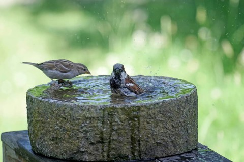 House Sparrow (Passer domesticus), male, female, bird bath, heat, the sparrow takes a bath to cool