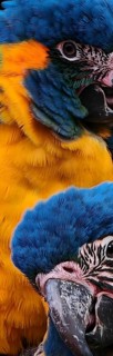 A close-up of two colourful parrots (Ara glaucogularis) with bright yellow and blue feathers