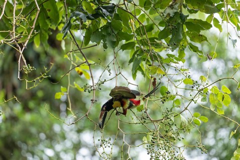 Daytime horizontal view of a Collared Aracari (Pteroglossus torquatus) reaching upside down with