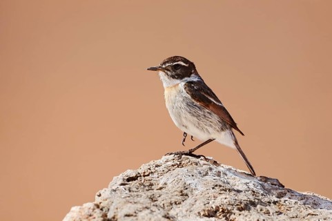 Canary Island Stonechat (Saxicola dacotiae), male, Fuerteventura, Canary Islands, Spain