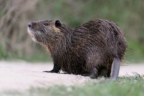Nutria (Myocastor coypus), standing in the path, Camargue, southern France, France