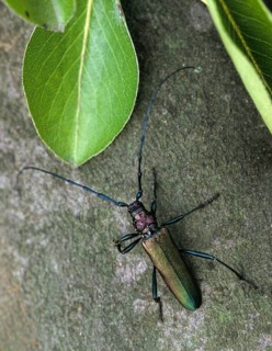 Aromia Moschata, Musk Beetle, Beetle, Longhorn Beetle, Coleoptera, High Size, Portrait, Insects,