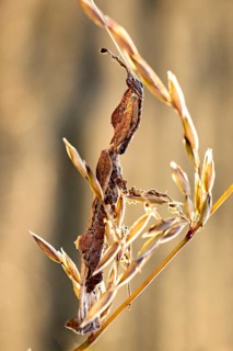 A leaf-like structure on a tall, dry stalk, a ghost mantis in a meadow near Windhoek in Namibia