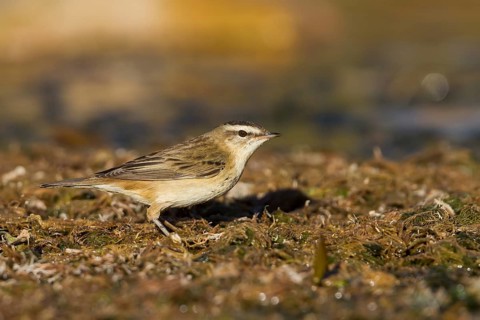 Sedge Warbler - Schilfrohrsänger - Acrocephalus schoenobaenus, Morocco