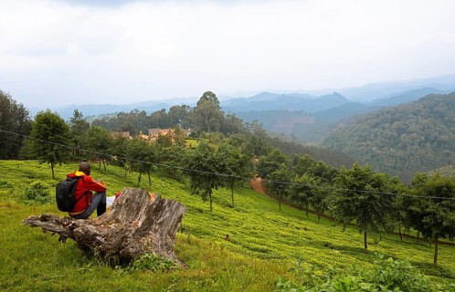 Rwandan man looking at a tea plantation, Rusizi province, Rwanda