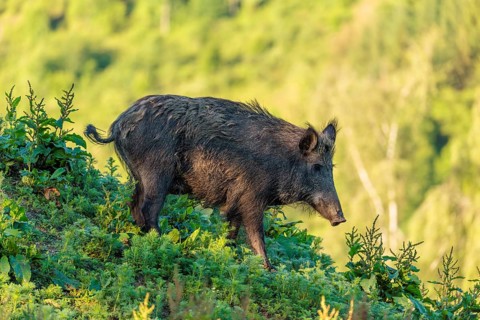 A female wild boar (Sus scrofa) is out foraging in a green clearing on a sunny morning. Bavaria,