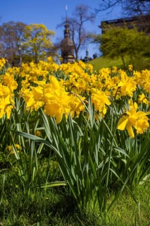Dresden Zwinger, daffodils on the old fortress wall, Dresden, Saxony, Germany