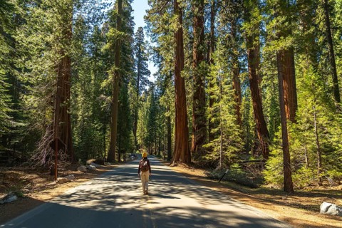 Tourist in a yellow beanie and backpack walks down a sunlit paved path beneath towering giant