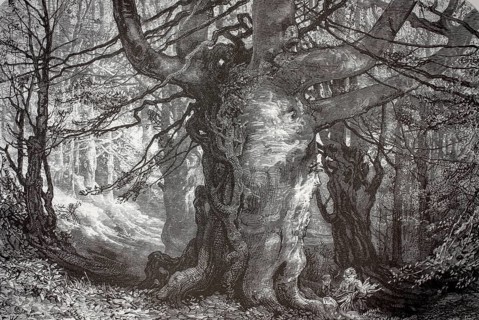 Distinctive trees, natural monument, Burnham Beeches, ancient beech forest in Buckinghamshire,