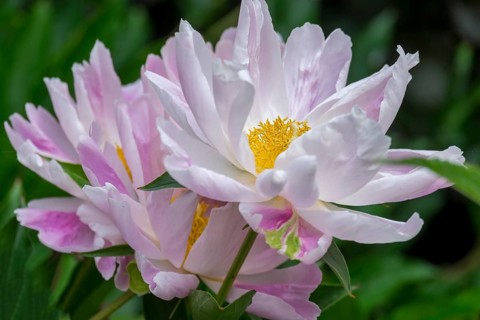 Peonies (Paeonia), North Rhine-Westphalia, Germany
