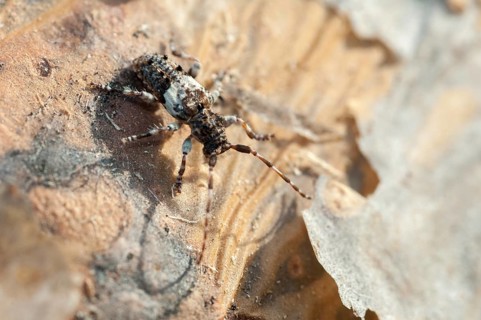 Conifer-wood longhorn beetle, common eyelash buck, pine twig, Pogonocherus fasciculatus,