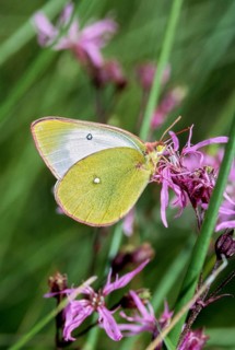 Colias palaeno, high moor yellow, moorland clouded yellow, pale arctic clouded yellow, lemon yellow