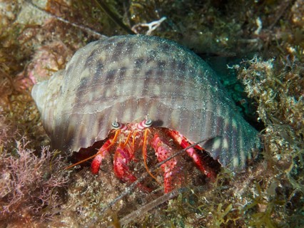A Red Hermit Crab (Dardanus calidus) peeks out of its snail shell, surrounded by seaweed, at the El