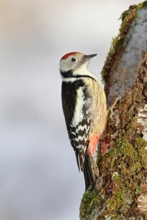 Middle spotted woodpecker (Dendrocopos medius), sitting on a branch covered with moss, Wilnsdorf,