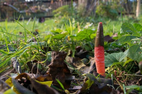 Dog rod, Mutinus elegans, beautiful dog rod, beautiful rod mushroom, elegant dog rod, noble rod