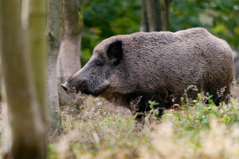 Artiodactyla, even-toed ungulate, cloven-hoofed, wild boar, wild boar, boar, boar, mammals, rancing