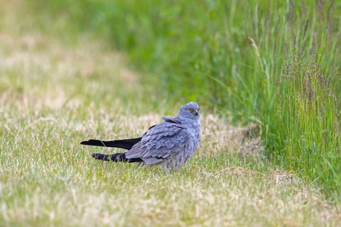 Montagu's harrier (Circus pygargus) adult male on the ground catching mouse in freshly mowed