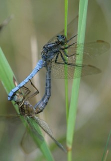 Keeled skimmer, little blue arrow, orthetrum coerulescens, anisoptera, couple, damselflies,