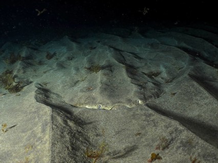Angelfish shark (Squatina squatina) rests at night, well camouflaged, on the sandy seabed dotted