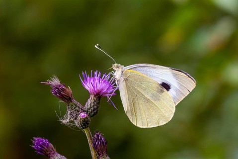 Large white, Pieris brassicae, butterfly, insects, butterfly, butterflies, butterflies