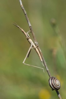 Acrida ungarica, Acrididae, Caelifera, cone-headed grasshopper, field locust, common nose scare,