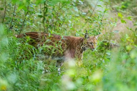Eurasian lynx (Lynx lynx) in the middle of bushes in summer, Bavaria, Germany