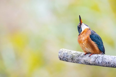 Kingfisher (Alcedo atthis) wbl Germany