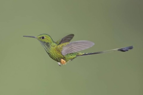 Booted Racket-tail (Ocreatus underwoodii), Ecuador