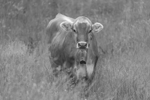 Hornless young cattle, Allgäu Brown Cattle, domestic cattle breed (Bos primigenius taurus), on an