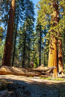 Tourist enjoying outdoor adventure with a backpack, walking on a massive fallen log in sequoia