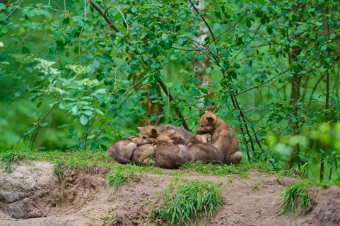 A group of puppies resting on a grassy earthen bank in a green setting, wolf (Canis lupus), Germany