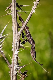An insect cleverly disguises itself as part of a spiny twig, set against a blurred green