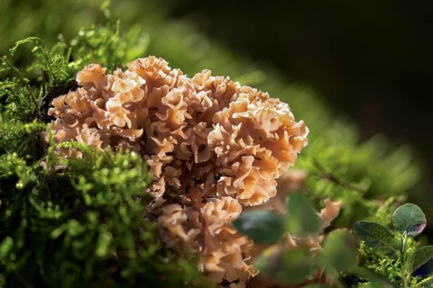 Bear skull, faisterling, fat hen, jewbeard, curly hen, curly goatbeard, giant morel, sparassis