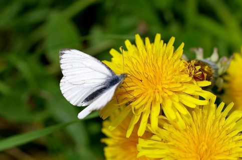 Rape white butterfly (Pieris napi), dandelion, nectar, close-up, The white butterfly sits on the