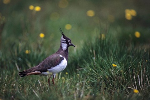Lapwing, Vanellus Vanellus, Bath, Bathe, Birds, Charadriiformes, Limikolen, Plovers, Birds, Waders,